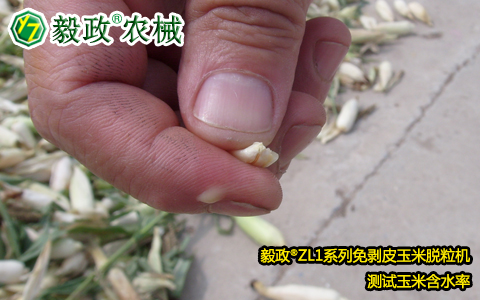 陕西毅政农业机械有限公司,毅政,免剥皮玉米脱粒机,发明人袁毅在沙苑农场考察早熟玉米成熟状态